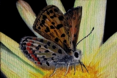 Butterfly, 1990, oil, 5 x 7 in. [02]