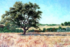 Tree at Sycamore Springs Ranch, 2003, oil, 12 x 16 in. [41]